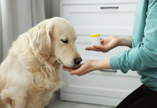 Dog Supplements 101 2025: Vet Approved Benefits & Risks 🐾