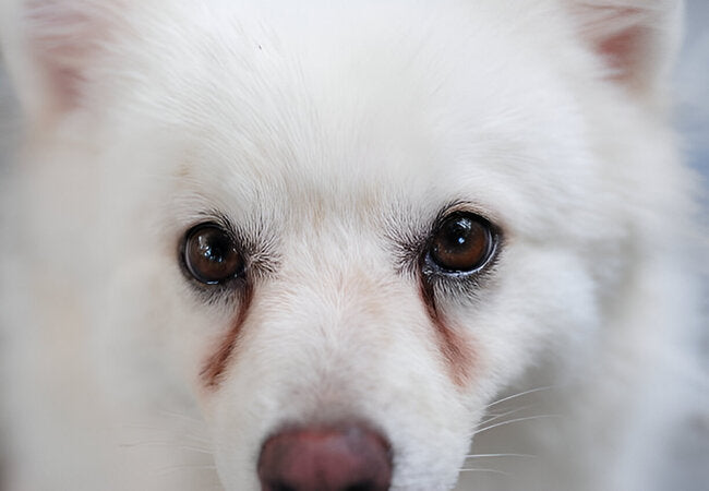 Dog Tear Stains: 2025 Vet-Approved Prevention & Gentle Care Guide 🐕👁️