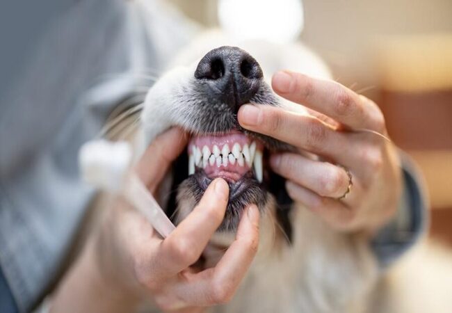 Dog Teeth Cleaning Costs 2025: Complete Veterinary Guide 🩺🐾