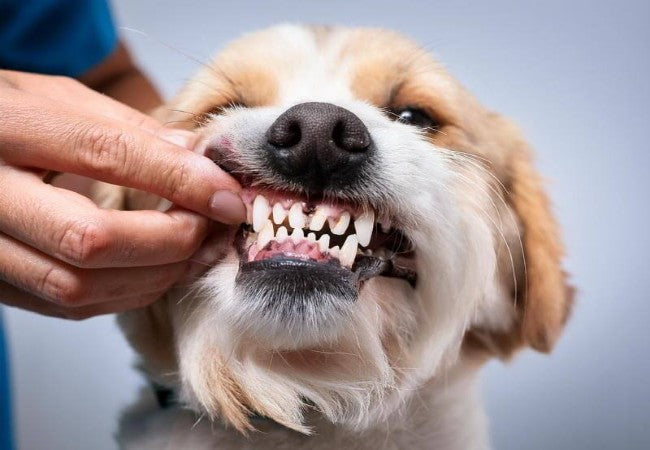 Dog Teeth: How Many, Types, Loss & Dental Health 2025 Vet Guide 🐶🦷