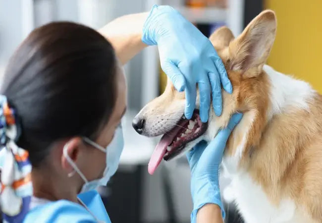 Dog Tooth Extraction 2025: Expert Veterinary Guide 🩺🐾