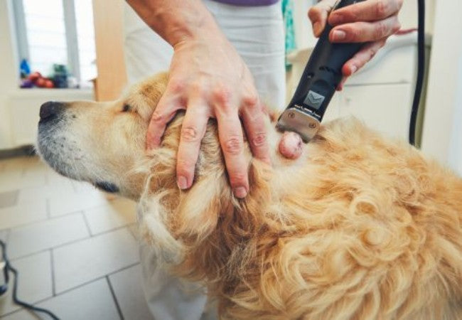 Dog Tumors & Cancer in 2025: Vet-Backed Guide  🐾🩺