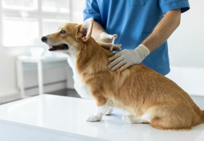 Dog Vaccinations 2025: Vet Approved Core & Lifestyle Guide 🐾💉