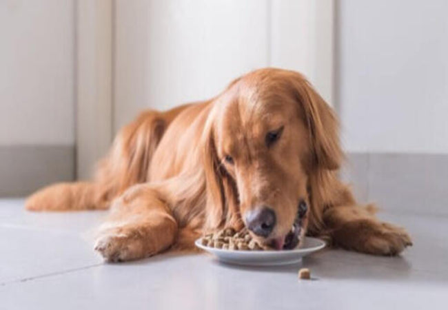 Why Is My Dog Vomiting?