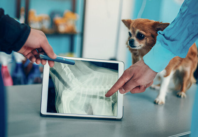 Dog X‑Rays 2025: Vet Insights 🩺🐾