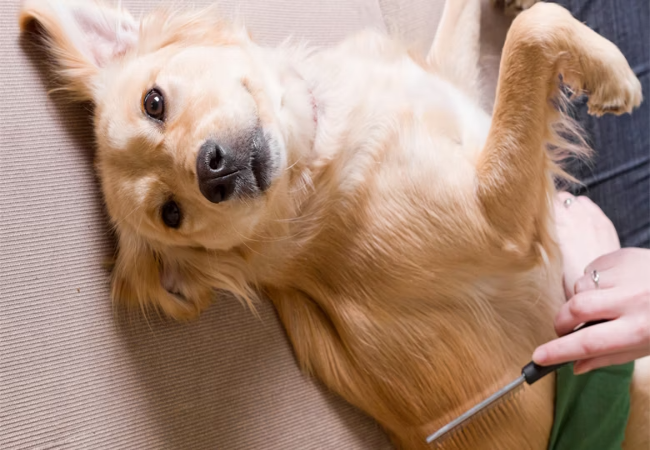 Dog in Heat? Here’s What to Expect – Vet’s Guide to Canine Estrus 2025 💌🐶