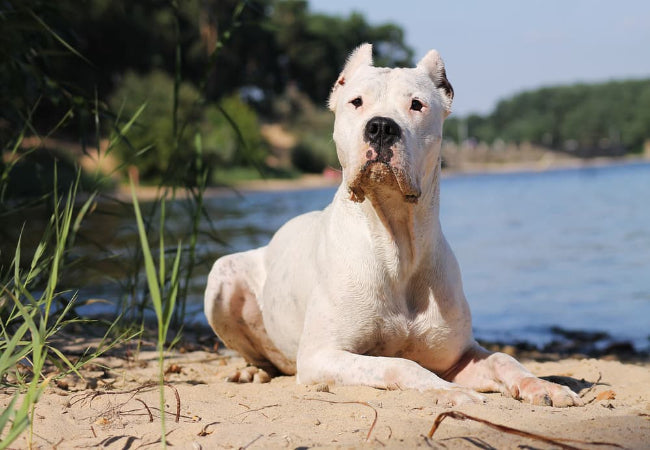 Dogo Argentino 2025 Guide: Temperament & Care 🐶