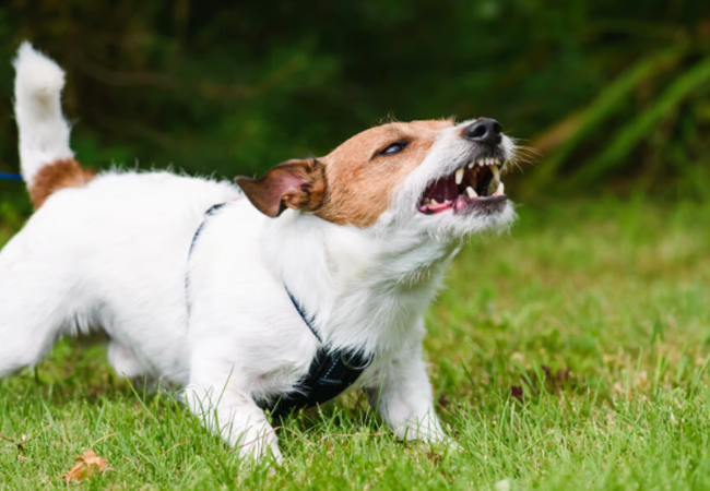 Dogs Who Bark at You 2025: Vet-Backed Reasons & Fixes 🐶✨