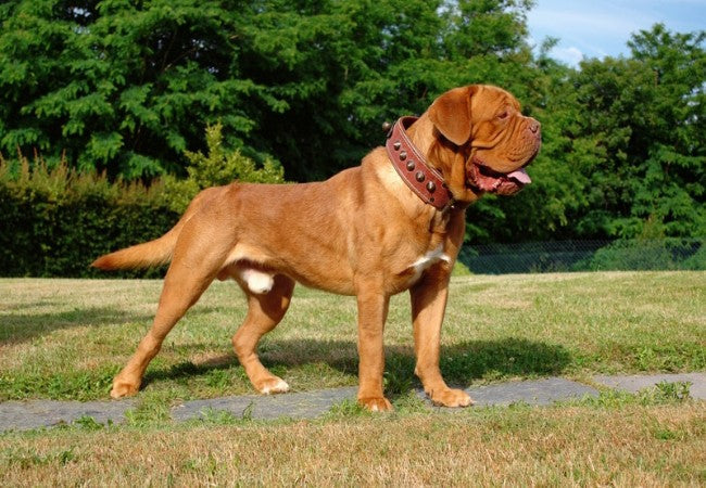 Dogue de Bordeaux 2025 Guide: Temperament & Care 🐶