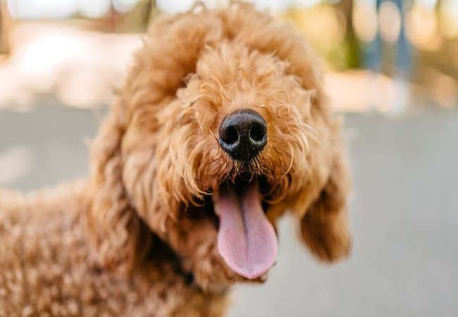 Doodle Dogs 101 – Vet Approved Guide to Popular Poodle Mixes, Grooming, Health & Lifestyle Fit (2025)🏊‍♂️🐶