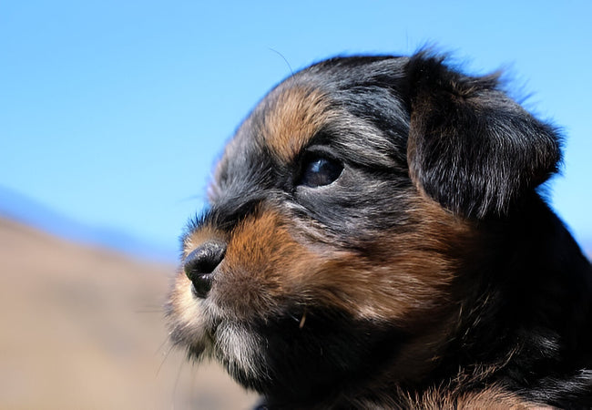 Dorkie 2025 Guide: Personality, Training & Care 🐶