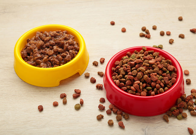 Dry vs Wet Dog Food in 2025: A Vet’s Thorough Comparison 🐶🥣