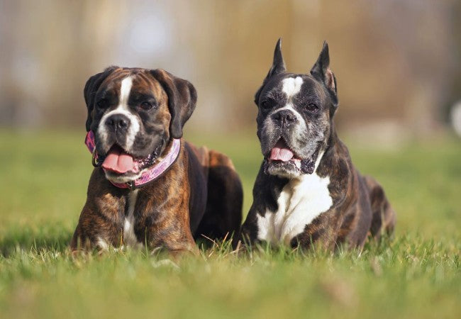 Ear Cropping in Dogs 2025: Vet Guide on Risks, Ethics & Care 🐶❌