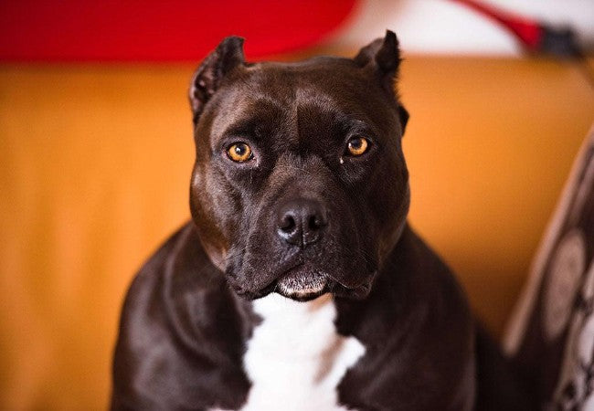 Ear Cropping in Dogs: Vet’s Guide to Risks, Ethics & Alternatives (2025) 🐶❗