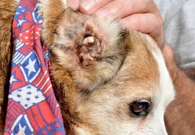 Ear Infections in Dogs: Causes, Symptoms and Treatment