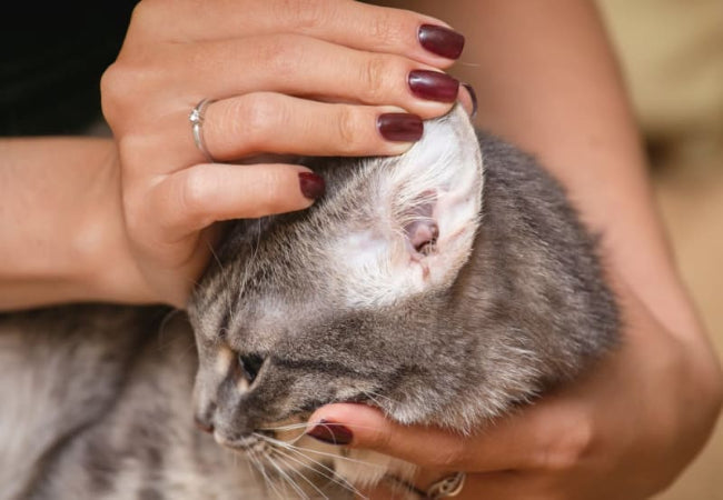 Ear Mites in Cats