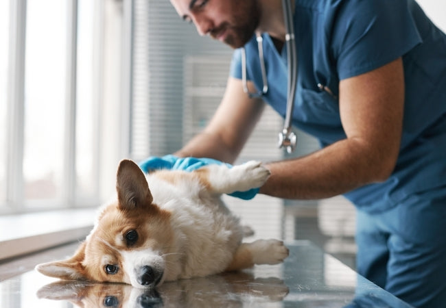 Ectopic Ureter in Dogs: Veterinary Insights & Treatment Guide 2025 🩺🐾