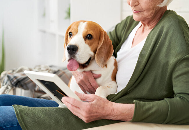 Engaging Senior Dogs with Touchscreen Games in 2025 – Vet‑Approved Brain Enrichment 🐶🧠