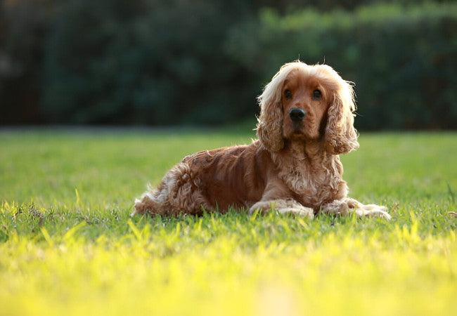 English Cocker Spaniel 2025 Guide: Temperament & Care 🐶