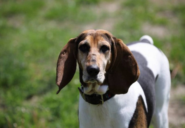 English Foxhound 2025 Guide: Temperament & Care 🐶