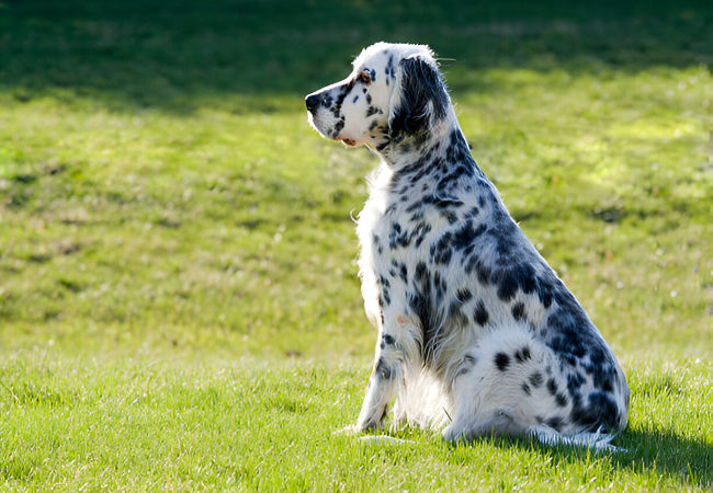 English Setter 2025 Guide: Temperament & Care 🐶