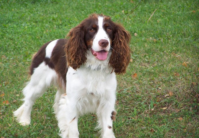 English Springer Spaniel 2025 Guide: Temperament & Care 🐶