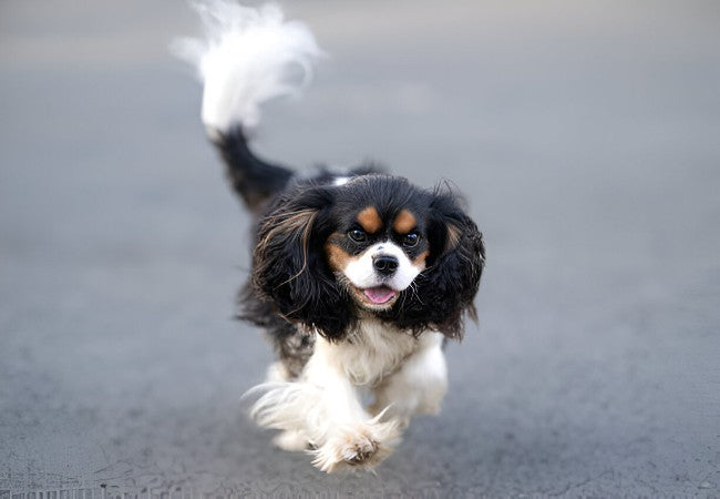 English Toy Spaniel 2025 Guide: Temperament & Care 🐶