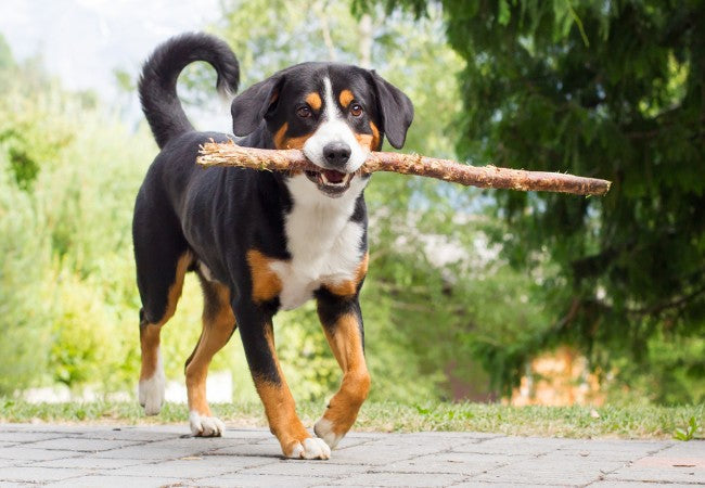 Entlebucher Mountain Dog 2025 Guide: Temperament & Care 🐶