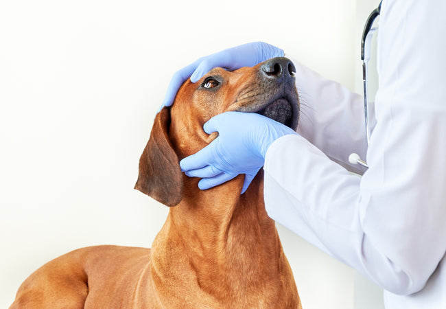 Entropion in Dogs 2025: In‑Depth Veterinary Guide 🩺🐾