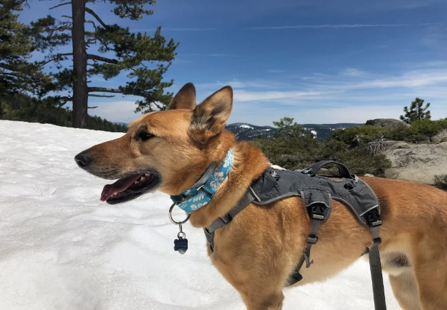 Essential Hiking Gear for Dogs: A Vet’s Pack List (2025) 🏔️🐾