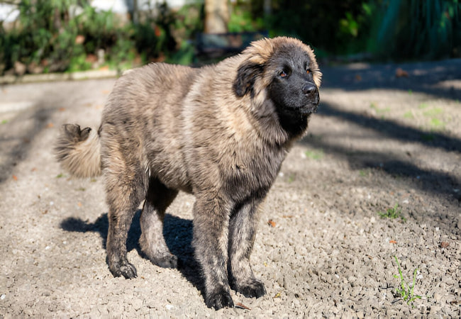 Estrela Mountain Dog 2025 Guide: Temperament, Care & Training 🐶