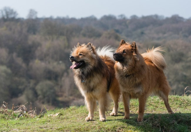 Eurasier 2025 Guide: Temperament, Care & Training 🐶
