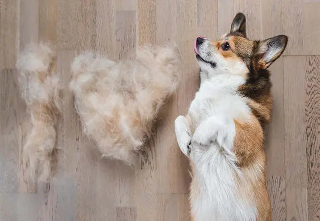 Excessive Shedding in Dogs: Veterinary Guide & Care Tips 2025 🩺🐾