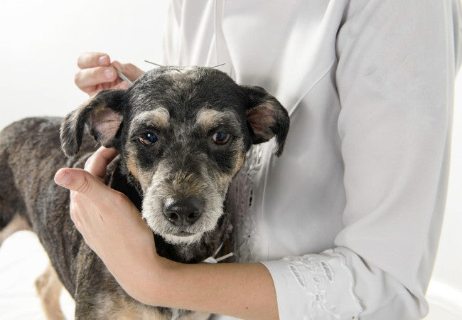 Exploring Alternative Veterinary Treatments for Dogs in 2025: A Compre