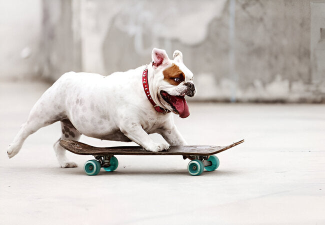 Extreme Sports for Dogs in 2025 – Vet‑Approved Guide to Active Adventures 🐶🏆