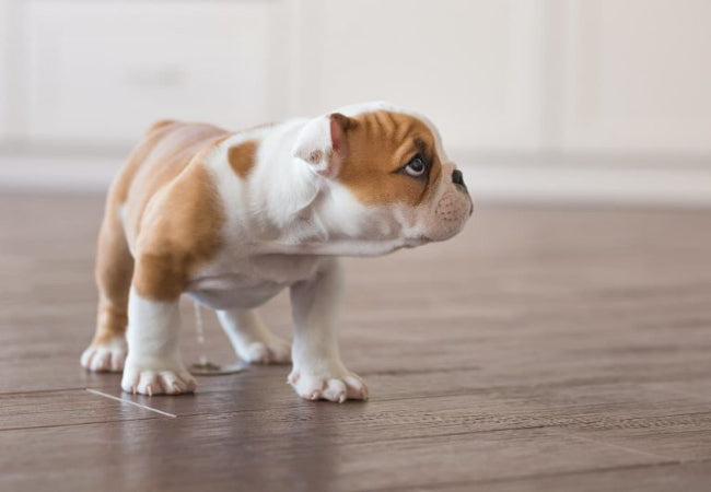 Fear Periods in Puppies 2025: What They Are & How to Handle Calmly 🐶✨