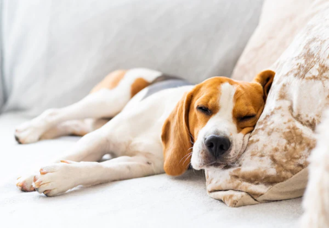 Feeding Dogs with Allergies Naturally