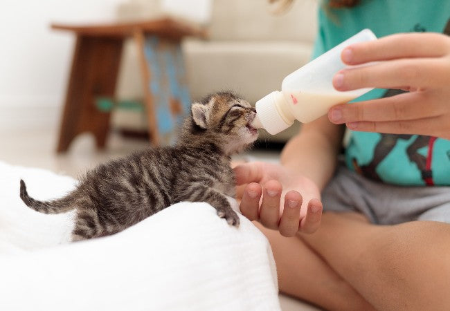 Feeding Kittens Naturally Vet Approved Guide from Weaning to Adulthood