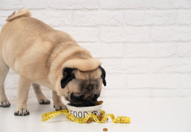 How to Help an Overweight Dog Lose Weight Naturally