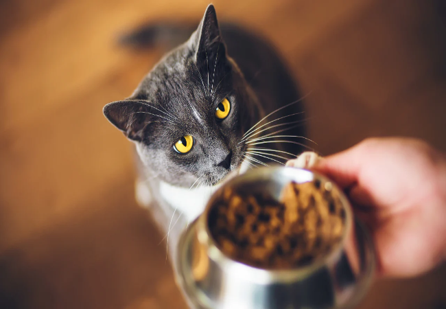 Feeding Picky Cats Naturally