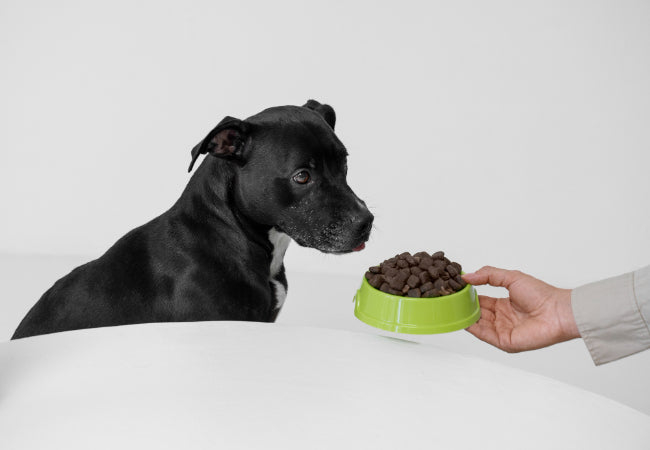How to Feed a Picky Dog