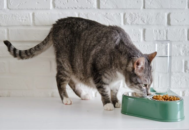 Feeding Senior Cats Naturally