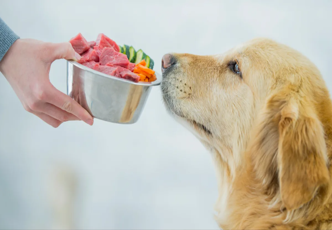 Feeding Your Dog While Traveling