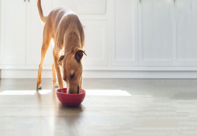 Feeding Your Dog the Right Amount 2025: Vet Approved Guide 🐶🍽️