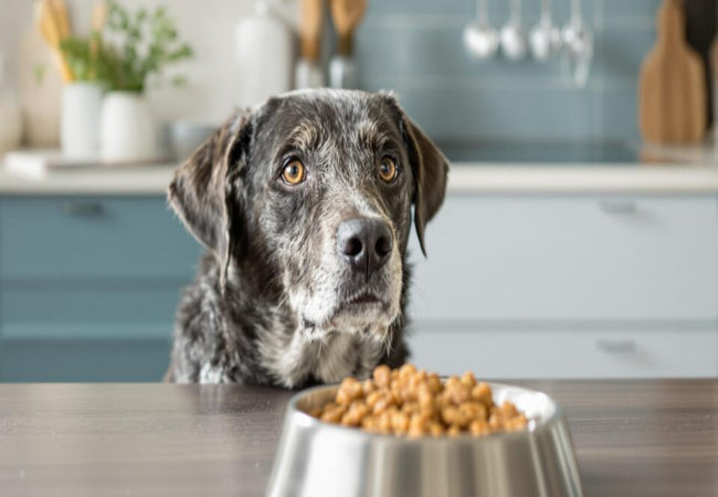 Feeding for Joint Health 2025: Natural Diet Tips for Stiff Dogs 🐶✨