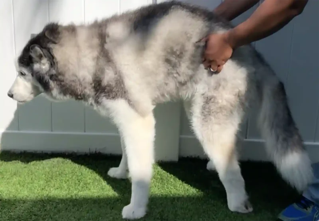 Fibrocartilaginous Embolism (Spinal Stroke) in Dogs: Vet’s 2025 Guide to Diagnosis, Recovery & Care 🧠🐾