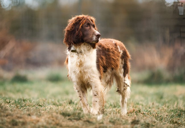 Field Spaniel 2025 Guide: Temperament, Care & Training 🐶