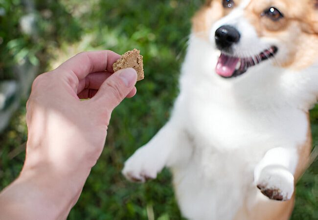 Finding Your Pup’s Million-Dollar Training Treats in 2025 – Vet‑Approved Tips 🐶💎