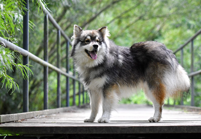 Finnish Lapphund 2025 Guide: Temperament, Care & Training 🐶