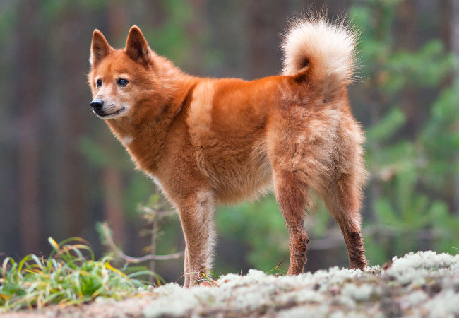 Finnish Spitz 2025 Guide: Temperament, Care & Training 🐶